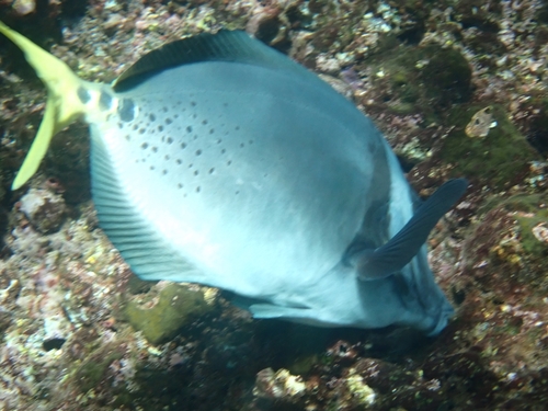 Yellowtail surgeonfish (Prionurus punctatus) — Acanthuridae — 3