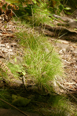 Deschampsia elongata