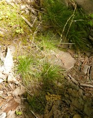 Deschampsia elongata
