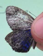 Mesosemia lamachus