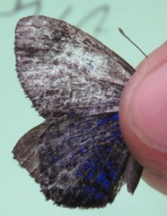 Mesosemia lamachus