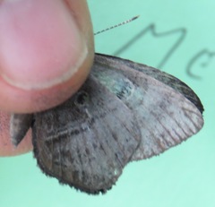 Mesosemia lamachus