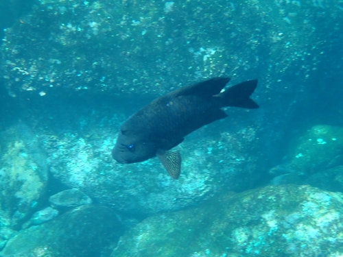 Bumphead damselfish (Microspathodon bairdii) — Pomacentridae — 2