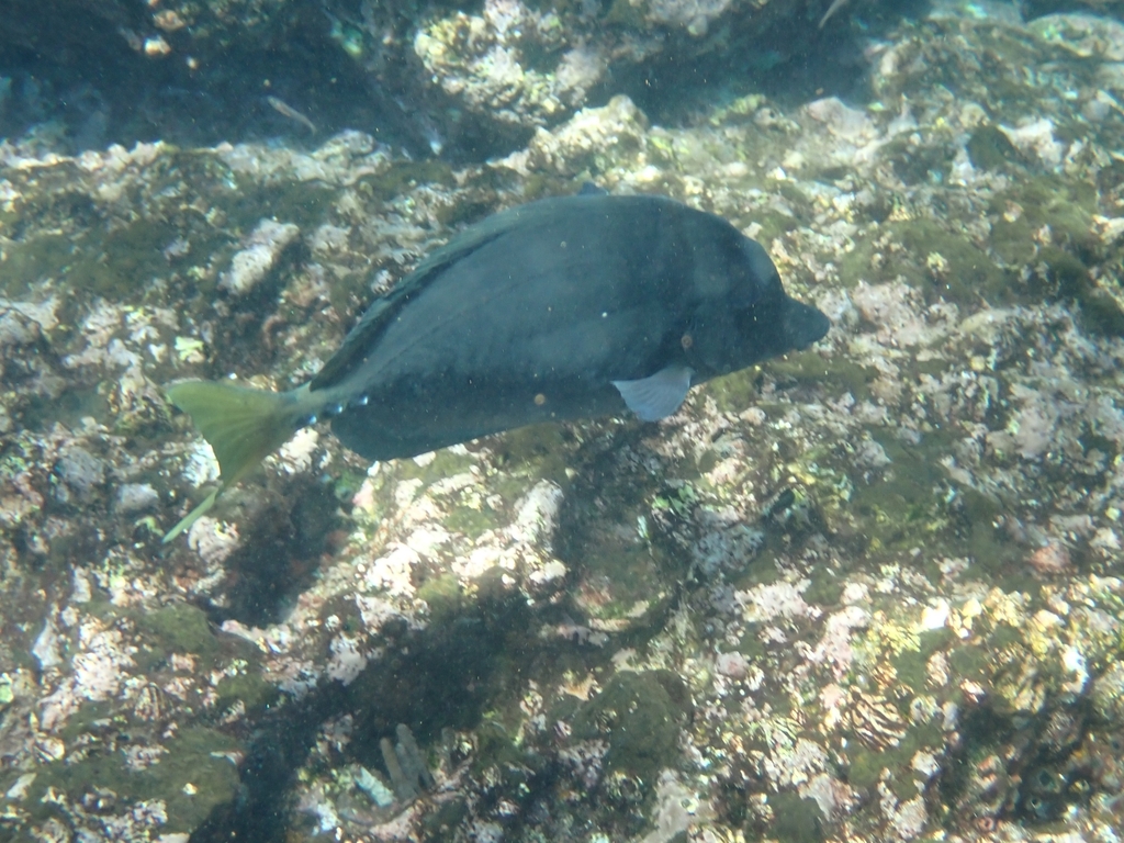 Photo of Yellowtail surgeonfish (Prionurus punctatus)