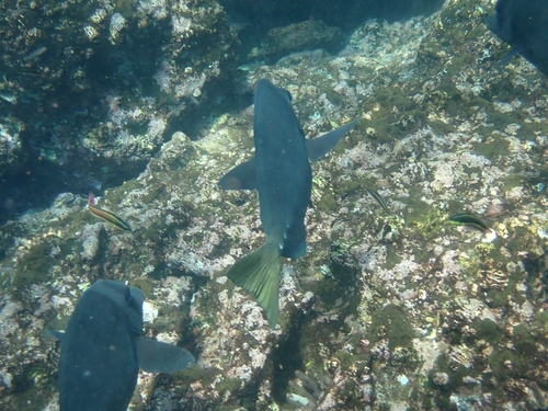 Photo of Yellowtail surgeonfish (Prionurus punctatus)
