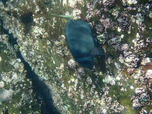 Photo of Yellowtail surgeonfish (Prionurus punctatus)