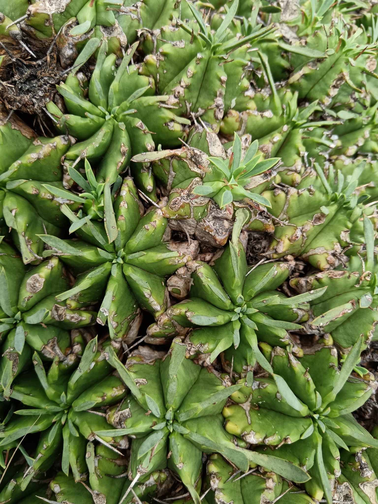 Imagem de Colchão-de-sogra