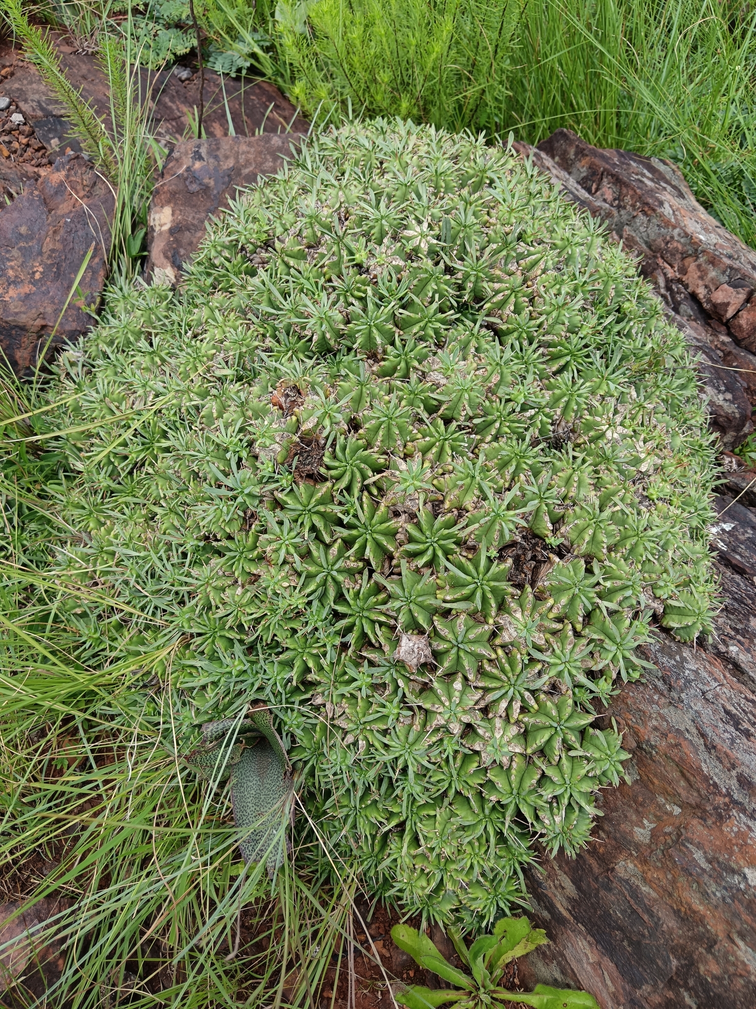 Imagem de Colchão-de-sogra