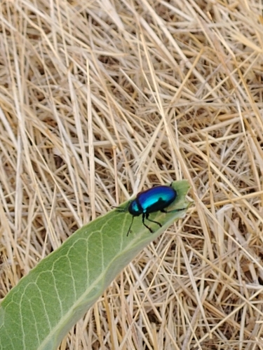 Cobalt Milkweed Beetle photo 4