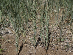 Chenopodium leptophyllum