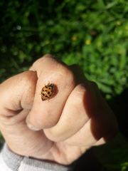 Harmonia axyridis