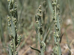 Chenopodium leptophyllum