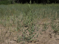 Chenopodium pratericola