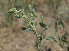 Chenopodium pratericola