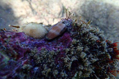 Cypraea isabella observed 2024-12-24