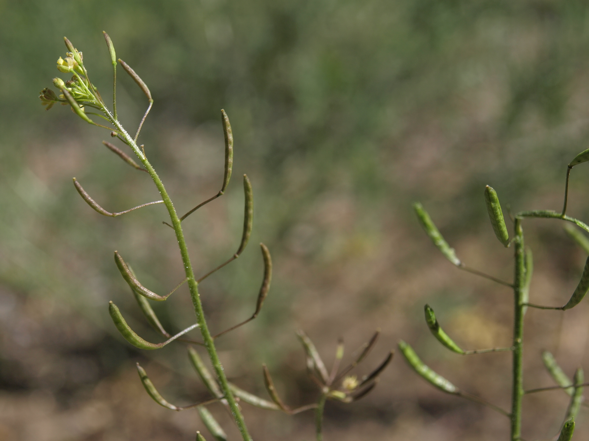 Descurainia pinnata ssp. brachycarpa