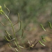 Descurainia pinnata brachycarpa - Photo (c) Jim Morefield, algunos derechos reservados (CC BY), subido por Jim Morefield