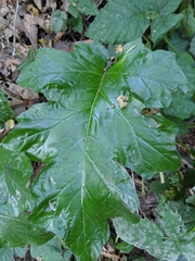 Acanthus mollis