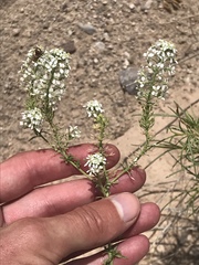 Lepidium thurberi