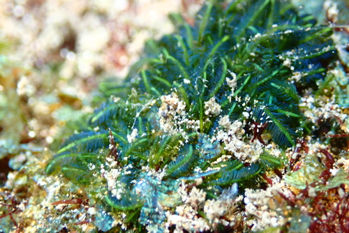 Bryopsis pennata observed 2024-12-24