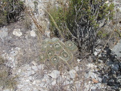 Mammillaria chionocephala