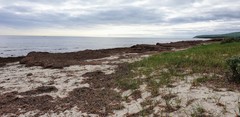 Posidonia australis