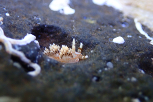 Facelinella semidecora, 2024-12-24