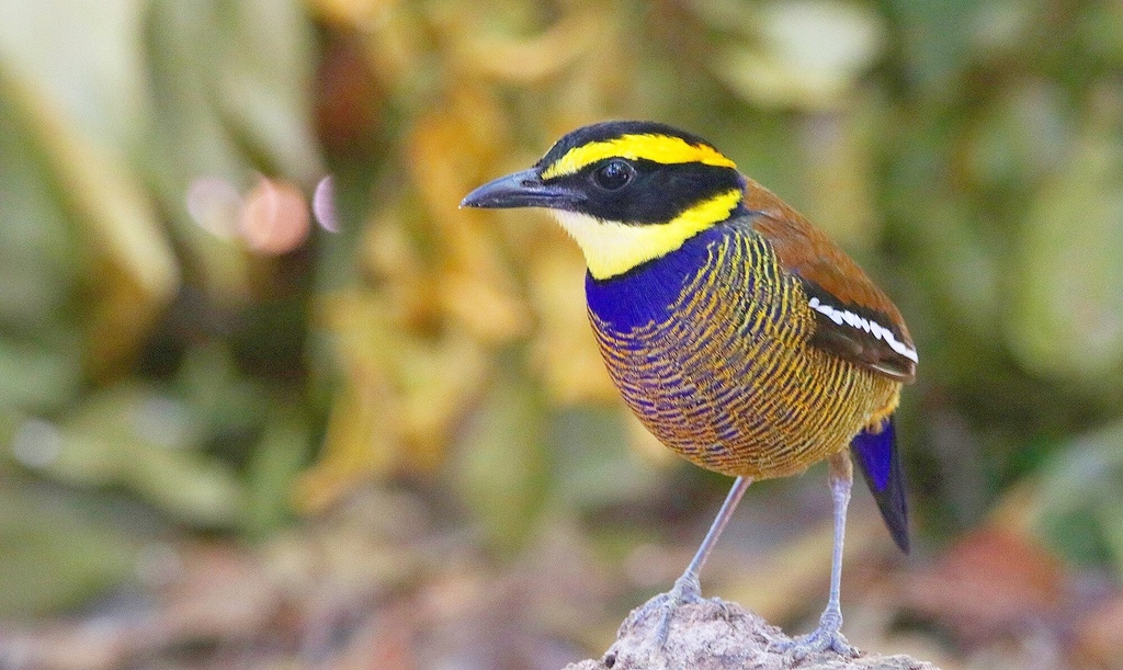 Javan Banded-Pitta (Hydrornis guajanus) photo