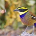 Javan Banded Pitta - Photo (c) mwbirdco, some rights reserved (CC BY-NC), uploaded by mwbirdco