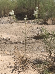 Lepidium thurberi