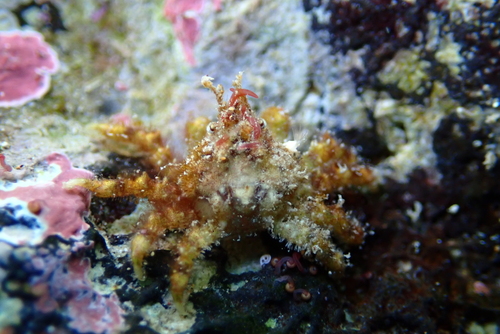 Perinia tumida observed 2024-12-24