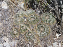 Mammillaria chionocephala