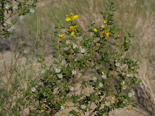 creosote bush (Larrea tridentata)