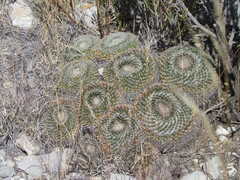 Mammillaria chionocephala