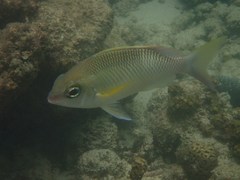 Scolopsis margaritifera