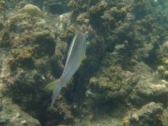 Scolopsis margaritifera