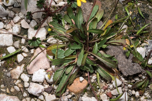 Vineyard Wall-rocket (Diplotaxis viminea)
