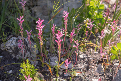 Lachenalia rosea