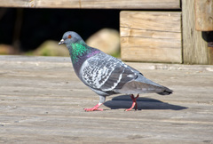 Columba livia domestica