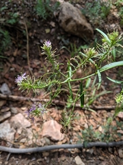 Thelypodium wrightii
