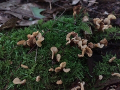 Spathulariopsis velutipes
