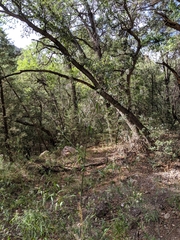 Thelypodium wrightii