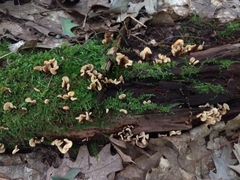Spathulariopsis velutipes