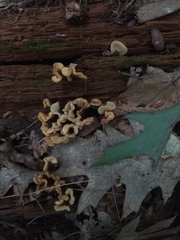 Spathulariopsis velutipes