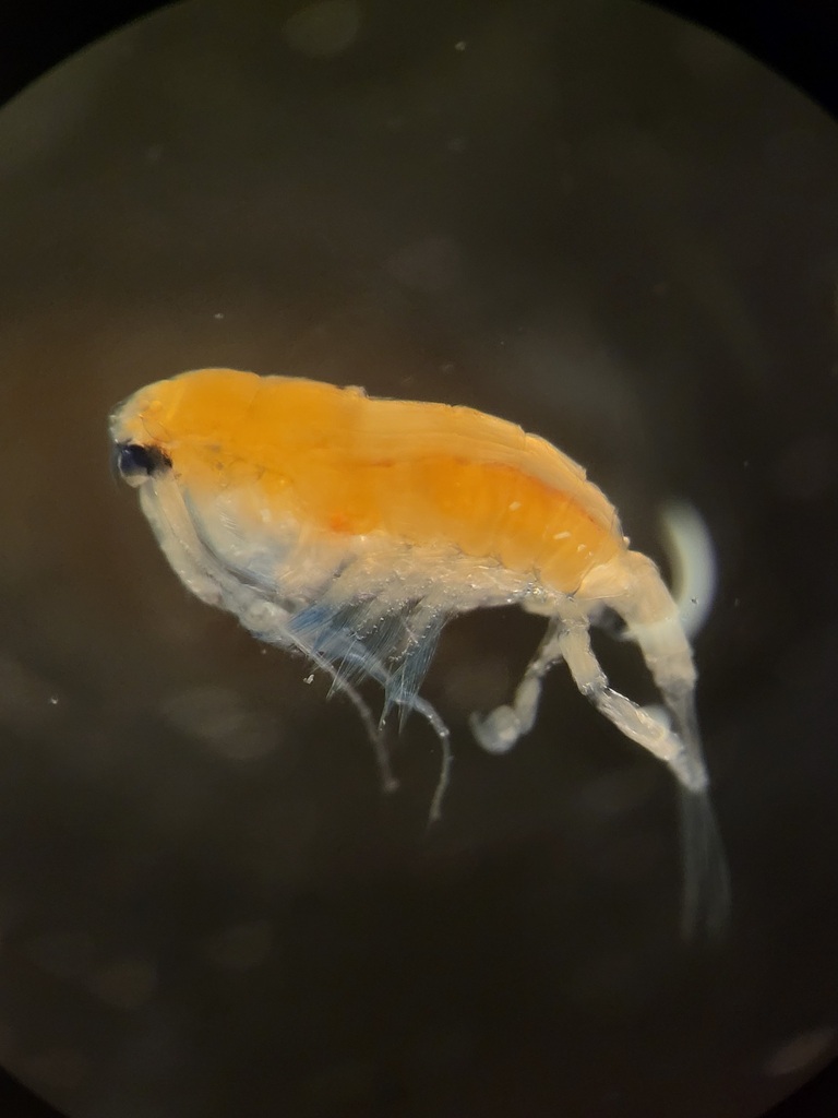 Anomalocera patersonii