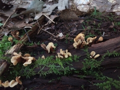 Spathulariopsis velutipes
