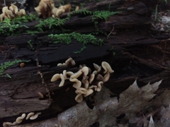 Spathulariopsis velutipes