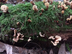 Spathulariopsis velutipes