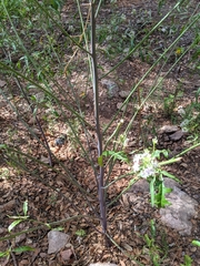 Thelypodium wrightii