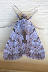Catocala sordida